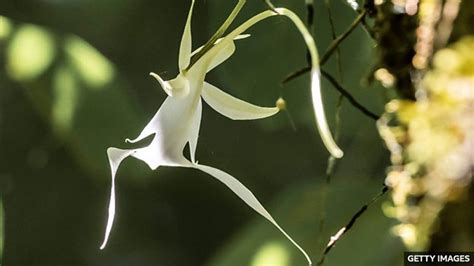 兰花|媒体英语 / Rare orchid flowers in London 稀有兰花品。